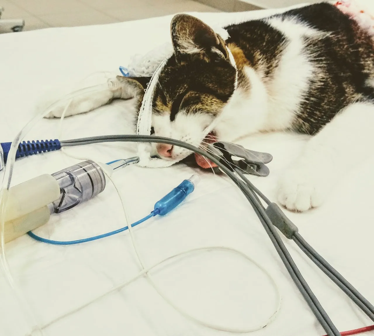 Pacjent kliniki Sanatus