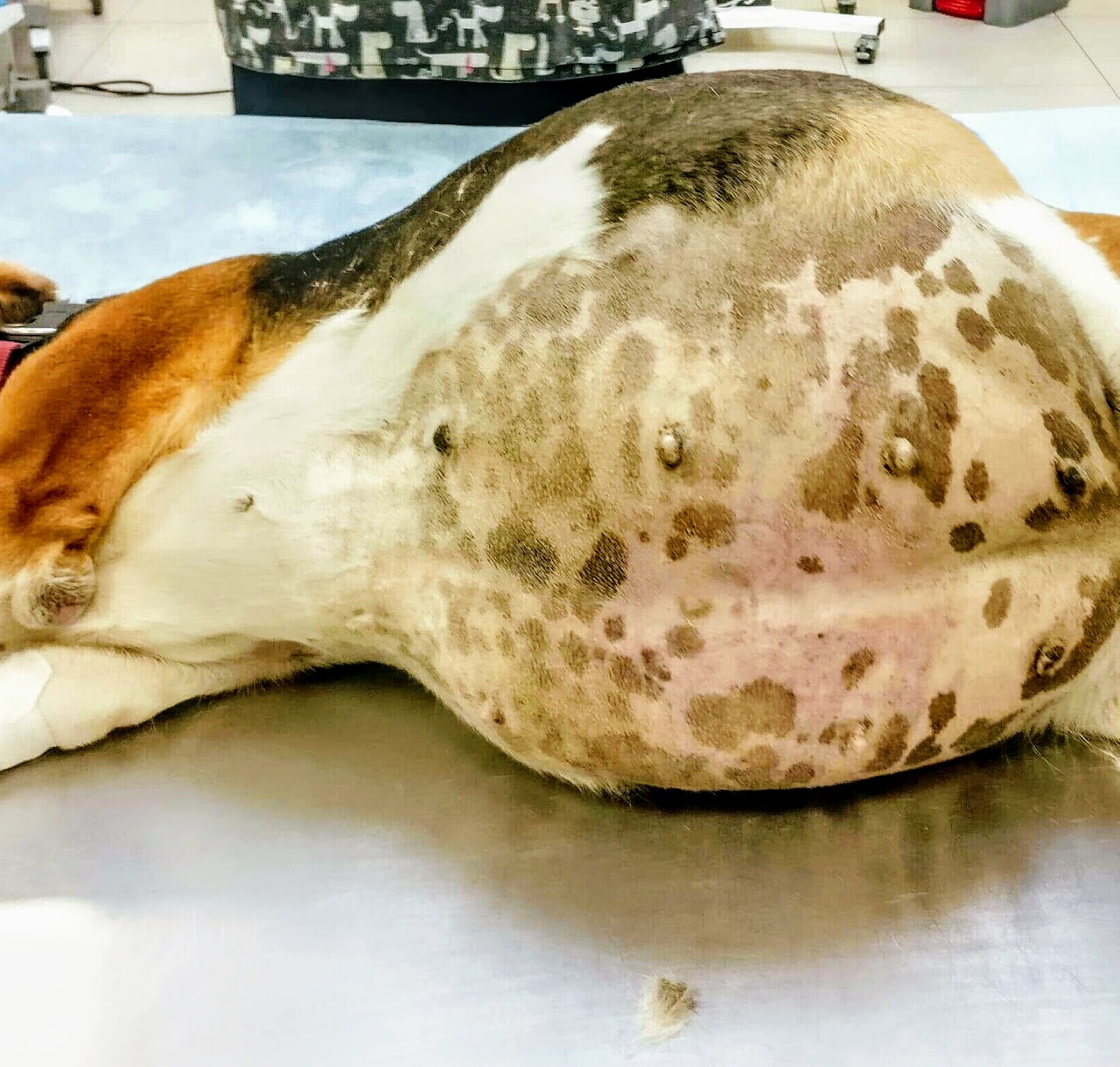 lek. wet. Magdalena Rembowska